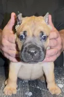 Red, a male Cane Corso for sale in Davenport, IA – 1 of 6
