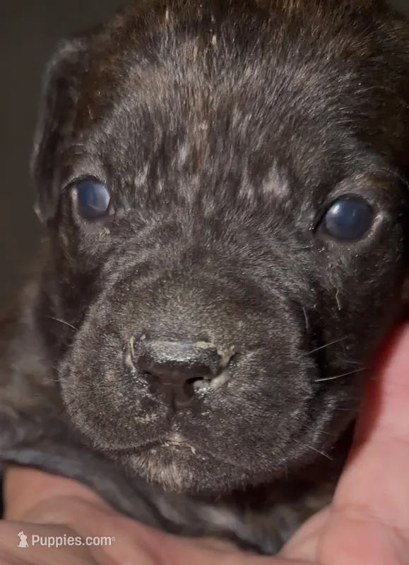 Purple – Cane Corso puppy for sale in Davenport, IA