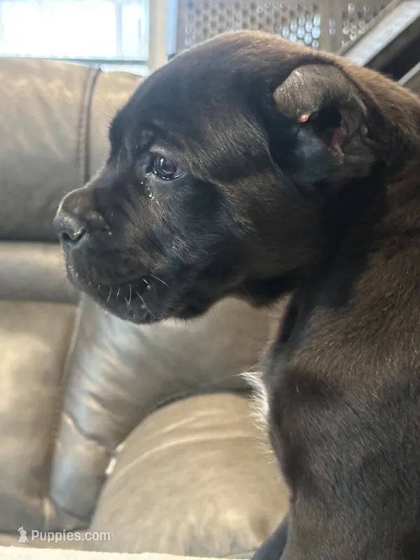 Zerk – Cane Corso puppy for sale in Davenport, IA