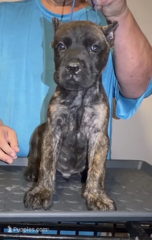 Big boy – Cane Corso puppy for sale in Davenport, IA