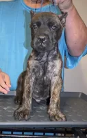 Big boy, a male Cane Corso for sale in Davenport, IA – 1 of 10