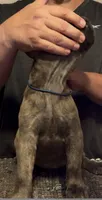 Twin, a female Cane Corso for sale in Davenport, IA – 4 of 6