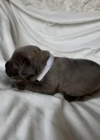 White, a female Cane Corso for sale in Davenport, IA – 3 of 6