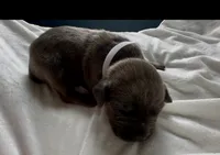 White, a female Cane Corso for sale in Davenport, IA – 4 of 6