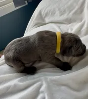 Yello, a female Cane Corso for sale in Davenport, IA – 4 of 6