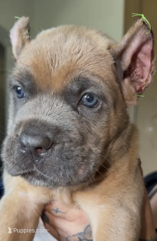 Blue – Cane Corso puppy for sale in Davenport, IA