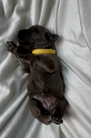 Yello, a female Cane Corso for sale in Davenport, IA – 3 of 6