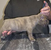Castle, a male Cane Corso for sale in Davenport, IA – 3 of 7