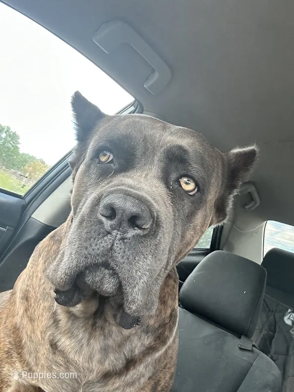 Ten – Cane Corso puppy for sale in Davenport, IA