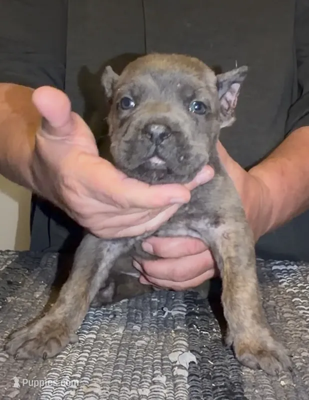 Joey – Cane Corso puppy for sale in Davenport, IA