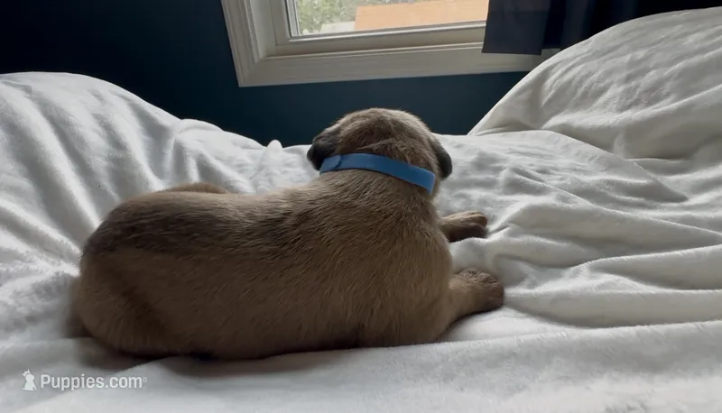 Light blue – Cane Corso puppy for sale in Davenport, IA
