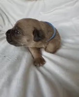 Light blue, a male Cane Corso for sale in Davenport, IA – 5 of 8