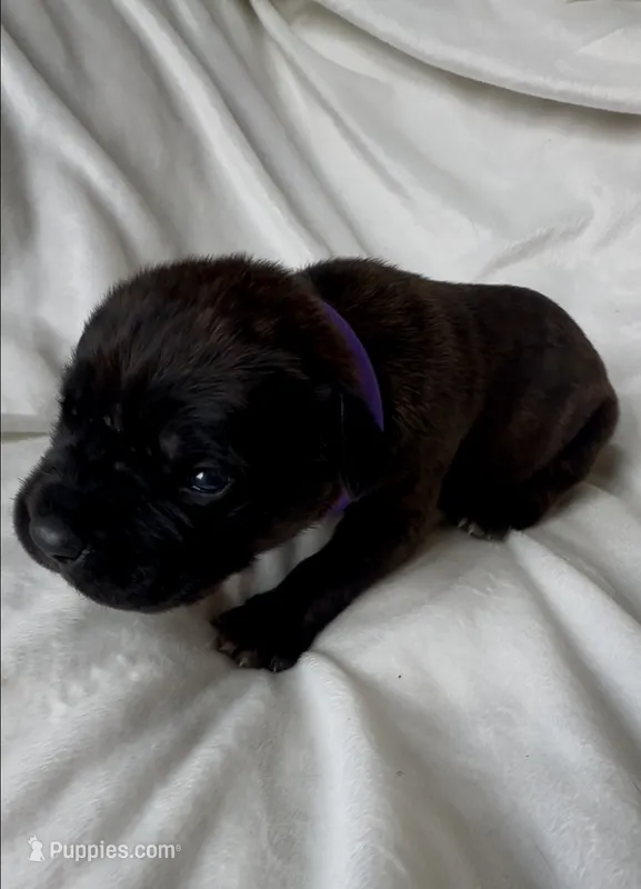 Purple – Cane Corso puppy for sale in Davenport, IA