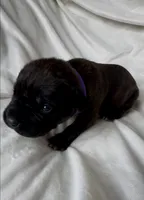 Purple, a female Cane Corso for sale in Davenport, IA – 1 of 5