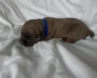 Blue, a male Cane Corso for sale in Davenport, IA – 1 of 6