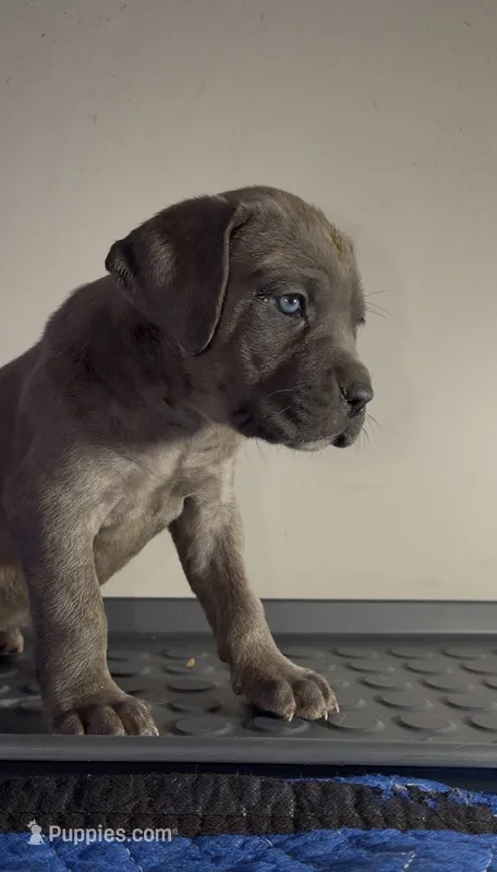 Orange – Cane Corso puppy for sale in Davenport, IA