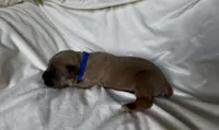 Blue, a male Cane Corso for sale in Davenport, IA – 3 of 6