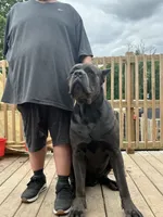 Zero, a male Cane Corso for sale in Davenport, IA – 2 of 4