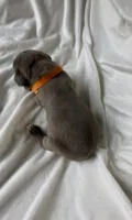 Orange, a female Cane Corso for sale in Davenport, IA – 2 of 5