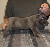 Greystone, a female Cane Corso for sale in Davenport, IA – 3 of 5