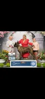 Big boy, a male Cane Corso for sale in Davenport, IA – 3 of 6