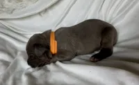 Orange, a female Cane Corso for sale in Davenport, IA – 3 of 5