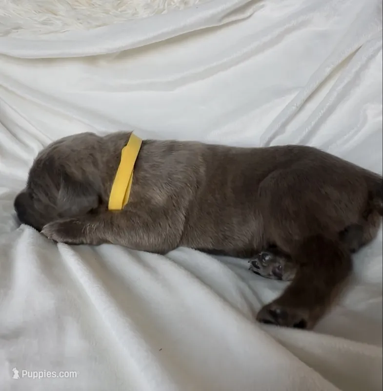 Yello – Cane Corso puppy for sale in Davenport, IA