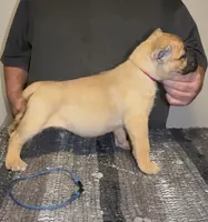 Red, a male Cane Corso for sale in Davenport, IA – 4 of 6