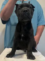 Zero, a male Cane Corso for sale in Davenport, IA – 3 of 4