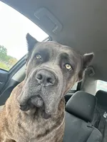 Blue, a male Cane Corso for sale in Davenport, IA – 6 of 6