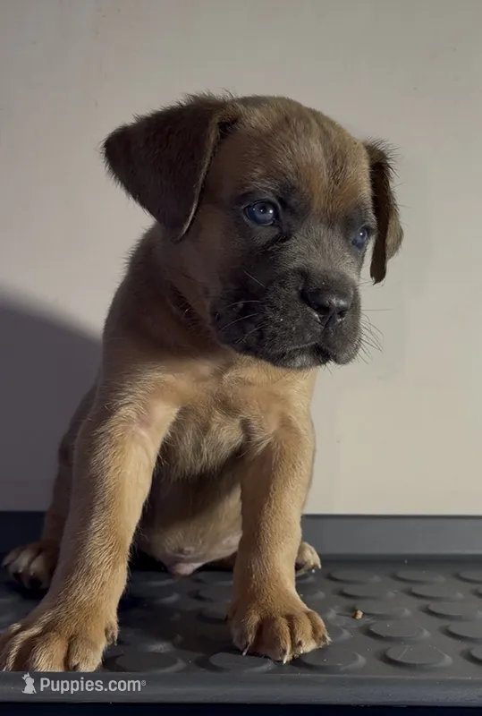Light blue – Cane Corso puppy for sale in Davenport, IA