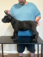Zerk, a male Cane Corso for sale in Davenport, IA – 4 of 6