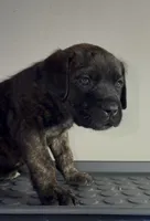 Big boy, a male Cane Corso for sale in Davenport, IA – 3 of 10