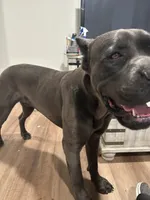 Zerk, a male Cane Corso for sale in Davenport, IA – 6 of 6
