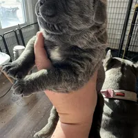 Male1, a male Cane Corso for sale in Davenport, IA – Photo 1 of 7