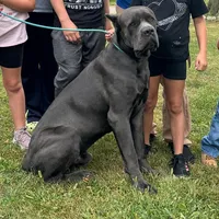 Male1, a male Cane Corso for sale in Davenport, IA – Photo 5 of 7