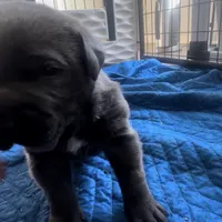 Male1, a male Cane Corso for sale in Davenport, IA – Photo 2 of 7