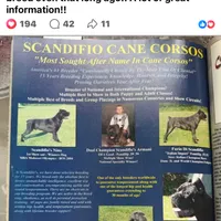 Male1, a male Cane Corso for sale in Davenport, IA – Photo 4 of 7