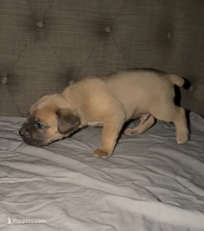 Light blue – Cane Corso puppy for sale in Davenport, IA
