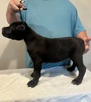 Zero, a male Cane Corso for sale in Davenport, IA – 4 of 4