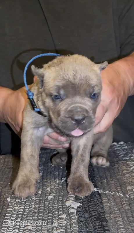 Castle – Cane Corso puppy for sale in Davenport, IA