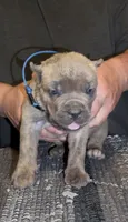 Castle, a male Cane Corso for sale in Davenport, IA – 1 of 7