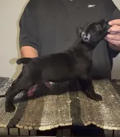 Jet black, a female Cane Corso for sale in Davenport, IA – 1 of 6