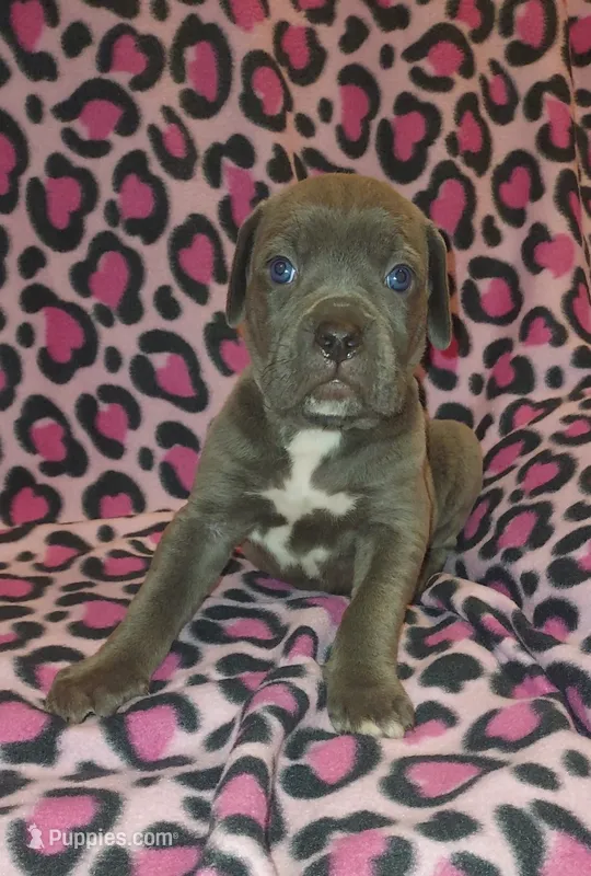 Female #1 – Cane Corso puppy for sale in Tobyhanna, PA