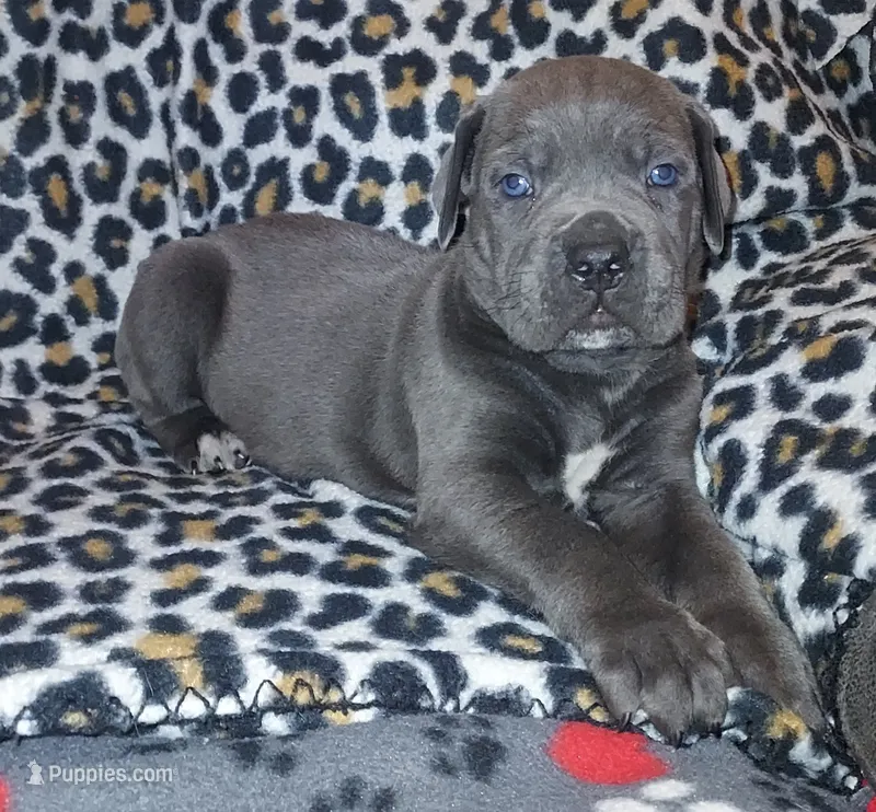 Male #2 – Cane Corso puppy for sale in Tobyhanna, PA