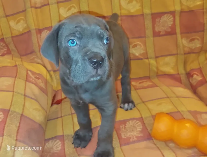 Male #1 – Cane Corso puppy for sale in Tobyhanna, PA