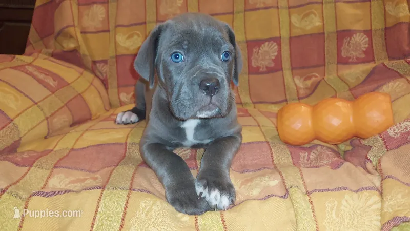 Female #1 – Cane Corso puppy for sale in Tobyhanna, PA