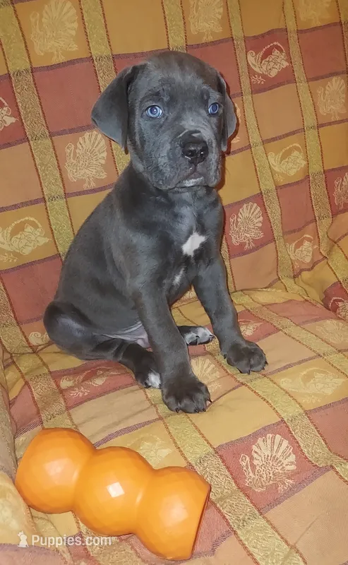Male #2 – Cane Corso puppy for sale in Tobyhanna, PA