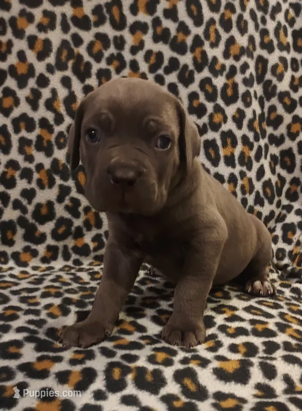 Male #1 – Cane Corso puppy for sale in Tobyhanna, PA