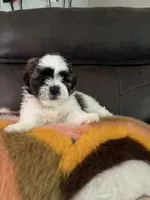 Shih Tzu, a male Shih Tzu for sale in Channelview, TX – 1 of 2